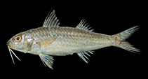 Image of Upeneus farnis (Farnis’ goatfish)