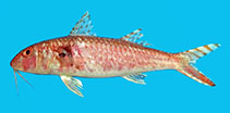 To FishBase images (<i>Upeneus floros</i>, South Africa, by Uiblein et al., 2020)