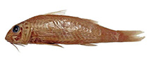 To FishBase images (<i>Upeneus gubal</i>, by Uiblein, F.)