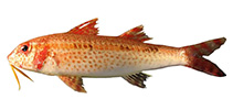 Image of Upeneus heterospinus (Varied-spine goatfish)