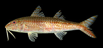 To FishBase images (<i>Upeneus itoui</i>, Japan, by Yamashita, Golani & Motomura, 2011)
