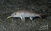 To FishBase images (<i>Upeneus japonicus</i>, Hong Kong, by Caron Wong@114°E Hong Kong Reef Fish Survey)