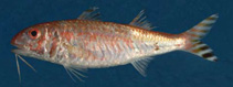 To FishBase images (<i>Upeneus mascareinsis</i>, Mozambique, by Heemstra, P.C.)