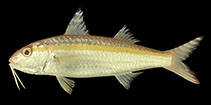 To FishBase images (<i>Upeneus moluccensis</i>, Indonesia, by Randall, J.E.)