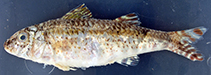 To FishBase images (<i>Upeneus niebuhri</i>, Egypt, by Bogorodsky, S.V.)