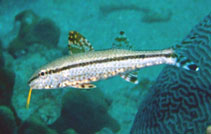 To FishBase images (<i>Upeneus oligospilus</i>, United Arab Em., by Field, R.)