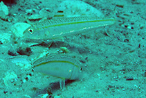 To FishBase images (<i>Upeneus parvus</i>, USA, by Cox, C.D.)