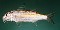 To FishBase images (<i>Upeneus quadrilineatus</i>, Indonesia, by Randall, J.E.)