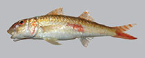 To FishBase images (<i>Upeneus saiab</i>, Mozambique, by Uiblein, F. & W.T. White)
