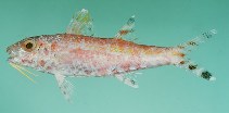 To FishBase images (<i>Upeneus mouthami</i>, by Randall, J.E.)