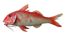 To FishBase images (<i>Upeneichthys stotti</i>, Australia, by Fishes of Australia, Australian National Fish Collection, CSIRO)