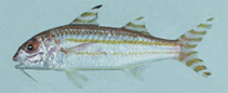 To FishBase images (<i>Upeneus suahelicus</i>, Kenya, by Heemstra, P.C.)