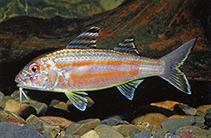To FishBase images (<i>Upeneus sulphureus</i>, Indonesia, by Allen, G.R.)