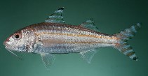 To FishBase images (<i>Upeneus supravittatus</i>, India, by Randall, J.E.)