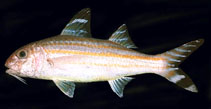 To FishBase images (<i>Upeneus vittatus</i>, Tahiti, by Randall, J.E.)