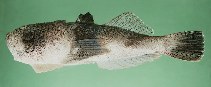To FishBase images (<i>Uranoscopus bicinctus</i>, Philippines, by Randall, J.E.)