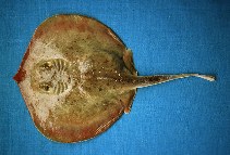 To FishBase images (<i>Urotrygon chilensis</i>, Ecuador, by Béarez, P.)