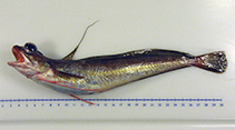 To FishBase images (<i>Urophycis chuss</i>, by Mac Eachern, W.J.)