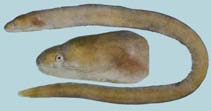 Image of Uropterygius concolor (Unicolor snake moray)