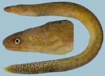 To FishBase images (<i>Uropterygius fuscoguttatus</i>, by Winterbottom, R.)