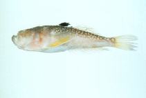 To FishBase images (<i>Uranoscopus japonicus</i>, Chinese Taipei, by Shao, K.T.)