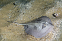 To FishBase images (<i>Urolophus kapalensis</i>, Australia, by Murch, A.)