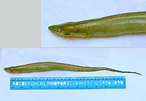 To FishBase images (<i>Uroconger lepturus</i>, India, by Rao, Y.K.)