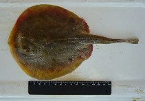 To FishBase images (<i>Urobatis maculatus</i>, by Amezcua Linares, F.)