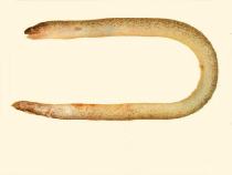 Image of Uropterygius micropterus (Tidepool snake moray)