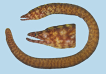 To FishBase images (<i>Uropterygius nagoensis</i>, Palau, by Winterbottom, R.)