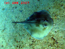 To FishBase images (<i>Urolophus orarius</i>, Australia, by Kittel, S.W.)