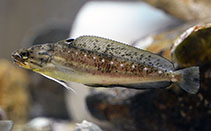 To FishBase images (<i>Urophycis regia</i>, USA, by Crippen, C.)