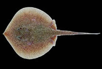 Image of Urotrygon reticulata (Reticulate round ray)