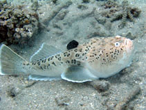 To FishBase images (<i>Uranoscopus sulphureus</i>, Fiji, by Mayes, B.)