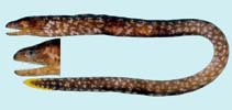 Image of Uropterygius xanthopterus (Freckleface reef-eel)