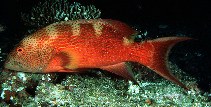 To FishBase images (<i>Variola albimarginata</i>, Maldives, by Randall, J.E.)