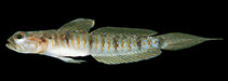 To FishBase images (<i>Vanderhorstia auronotata</i>, Indonesia, by Randall, J.E.)