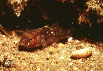 To FishBase images (<i>Vanneaugobius canariensis</i>, Canary Is., by Hernández-González, C.L.)
