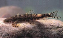 To FishBase images (<i>Vanmanenia hainanensis</i>, by CAFS)
