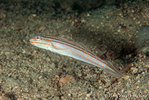 Image of Valenciennea immaculata (Red-lined sleeper)