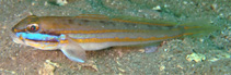 To FishBase images (<i>Valenciennea limicola</i>, Indonesia, by Erdmann, M.V.)