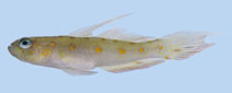 Image of Vanderhorstia nannai (Moon-spotted shrimp goby)