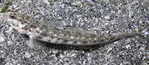 Image of Vanderhorstia ornatissima (Ornate prawn-goby)