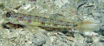 To FishBase images (<i>Vanderhorstia phaeosticta</i>, Philippines, by Allen, G.R.)