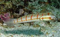 To FishBase images (<i>Valenciennea puellaris</i>, Thailand, by Allen, G.R.)