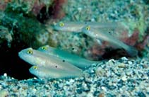 To FishBase images (<i>Valenciennea sexguttata</i>, Oman, by Field, R.)