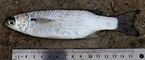 To FishBase images (<i>Osteomugil cunnesius</i>, Bangladesh, by Hasan, M.E.)