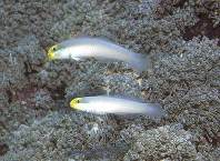 To FishBase images (<i>Valenciennea strigata</i>, Indonesia, by Patzner, R.)