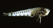 Image of Valenciennellus tripunctulatus (Constellationfish)