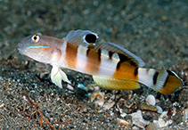 To FishBase images (<i>Valenciennea wardii</i>, Philippines, by Greenfield, J.)